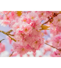 Mi is az a SAKURA